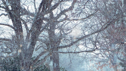Heavy powder snow, known as Japow, falling through bare winter trees.